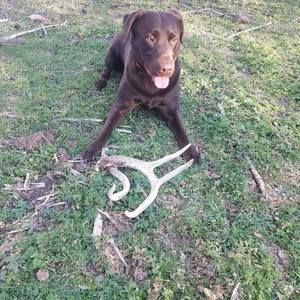 Meet your Posher, Troy